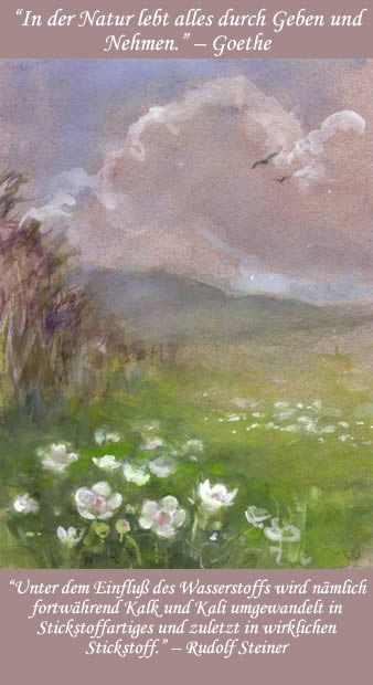 Painting of 'Parnassias' by Frieda Holleman